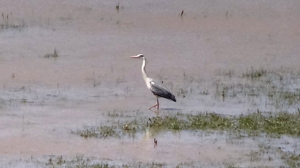Foto - Eski günlerine kavuştu! Artık yaban kuşlarının evi