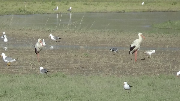 Foto - Eski günlerine kavuştu! Artık yaban kuşlarının evi