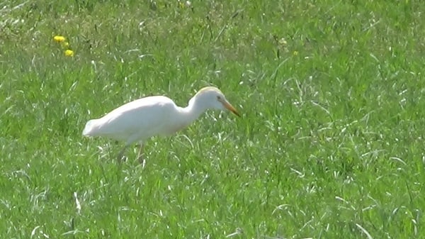 Foto - Eski günlerine kavuştu! Artık yaban kuşlarının evi