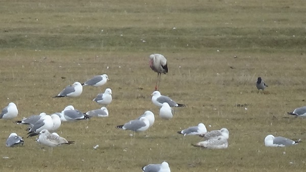 Foto - Eski günlerine kavuştu! Artık yaban kuşlarının evi