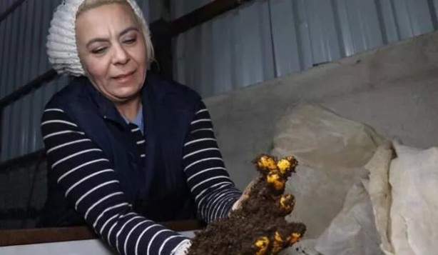 Eski hükümlü 18 bin lira hibe alarak kurdu! Şimdi senelik 200 bin TL kazanıyor