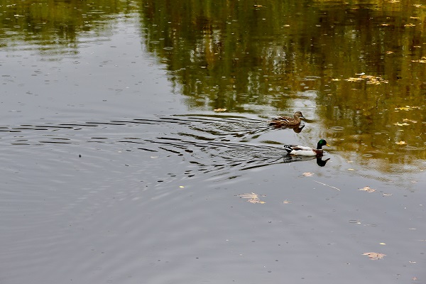 Foto - Eskişehir’de sonbahar güzelliği