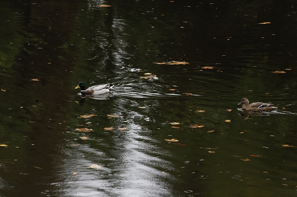 Foto - Eskişehir’de sonbahar güzelliği