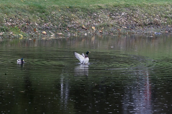 Foto - Eskişehir’de sonbahar güzelliği
