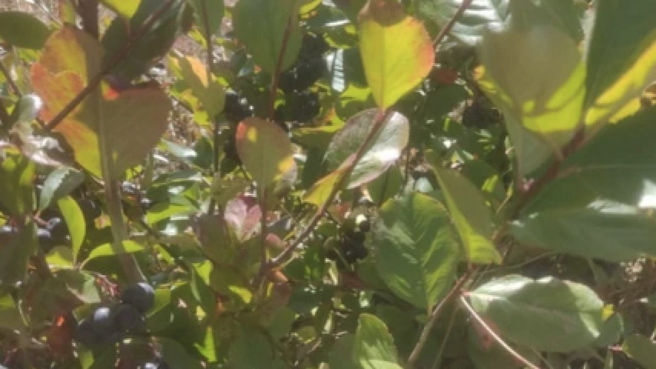 Foto - Eskişehir’de 'süper meyve' aronya üretimi yaygınlaşıyor: Şifa deposu, C vitamini zengini...
