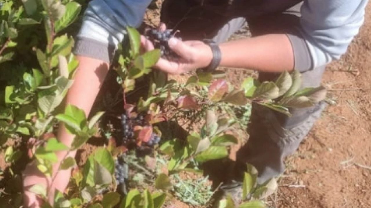 Foto - Eskişehir’de 'süper meyve' aronya üretimi yaygınlaşıyor: Şifa deposu, C vitamini zengini...