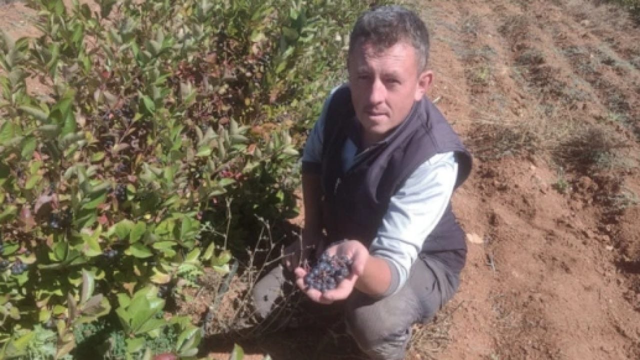 Foto - Eskişehir’de 'süper meyve' aronya üretimi yaygınlaşıyor: Şifa deposu, C vitamini zengini...