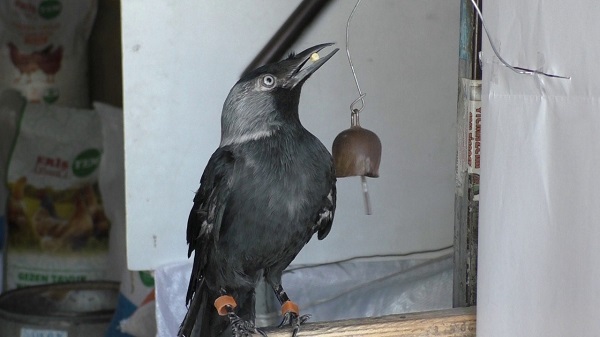 Foto - Esnaf ile karganın ilginç dostluğu