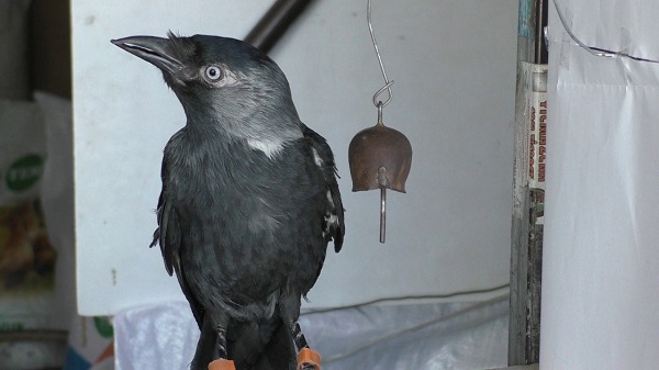 Foto - Esnaf ile karganın ilginç dostluğu