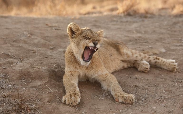 Esneme neden bulaşıcıdır?