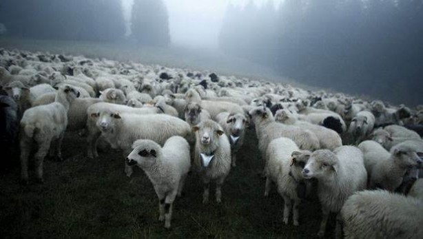 Foto - Esrar yiyen koyunlar çıldırdı!