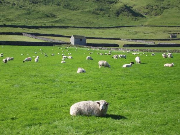 Esrar yiyen koyunlar çıldırdı!