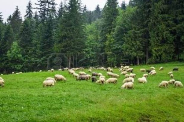 Foto - Esrar yiyen koyunlar çıldırdı!