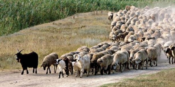 Foto - Esrar yiyen koyunlar çıldırdı!