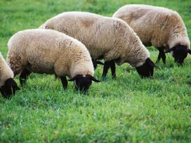 Foto - Esrar yiyen koyunlar çıldırdı!