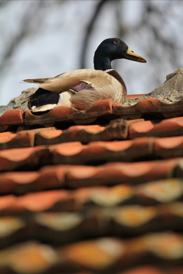 Foto - Eşsiz bir güzellik: Gölyazı