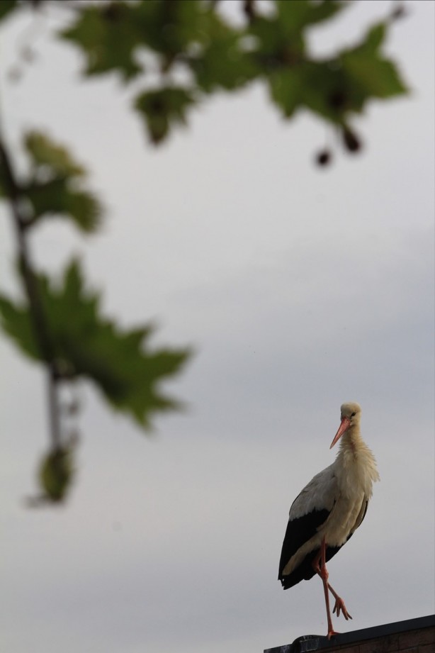 Foto - Eşsiz bir güzellik: Gölyazı