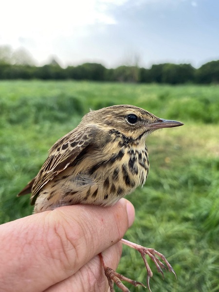 Foto - Estonya'dan geliyordu! Türkiye'de ilk kez görüldü