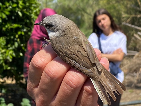 Foto - Estonya'dan geliyordu! Türkiye'de ilk kez görüldü