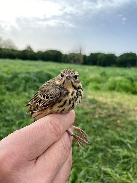 Foto - Estonya'dan geliyordu! Türkiye'de ilk kez görüldü