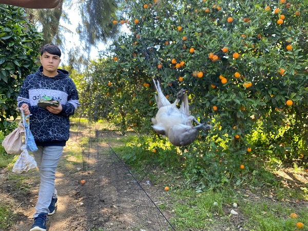 Foto - Estonya'dan geliyordu! Türkiye'de ilk kez görüldü