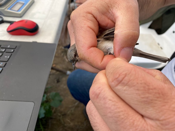 Foto - Estonya'dan geliyordu! Türkiye'de ilk kez görüldü