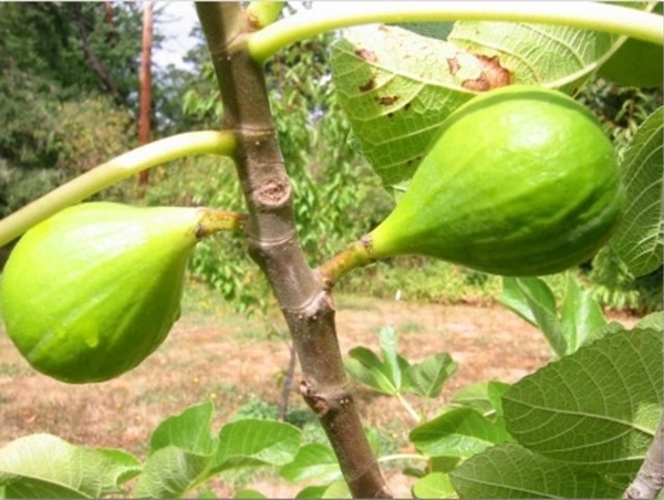 Foto - Et benlerinden doğal yöntemlerle kurtulun!