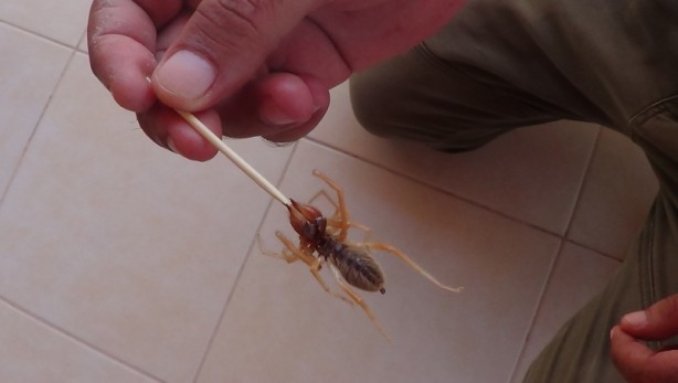 Foto - Et yiyen örümceğin görüldüğü yer tedirgin etti