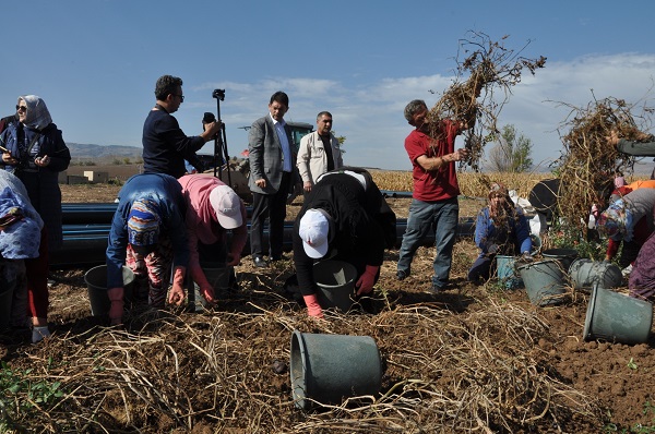 Foto - ETB’den mor patates ilgisi