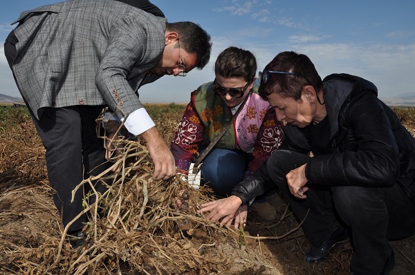 Foto - ETB’den mor patates ilgisi