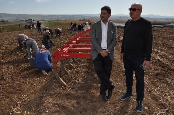 Foto - ETB’den mor patates ilgisi