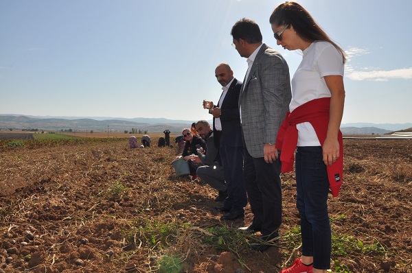 Foto - ETB’den mor patates ilgisi