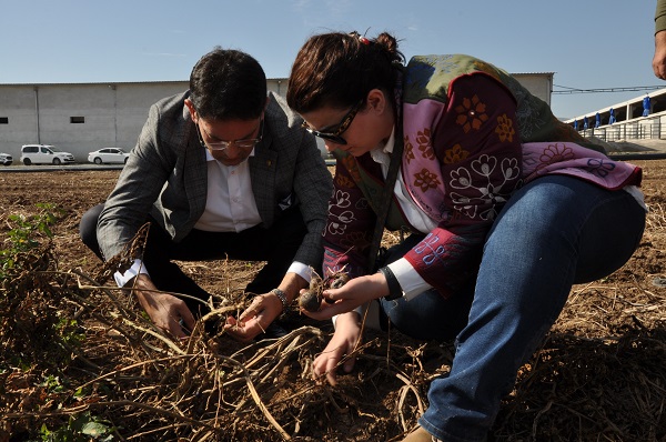 Foto - ETB’den mor patates ilgisi