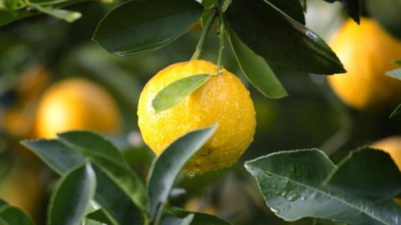 Foto - Etkisine inanamayacaksınız! Limon hangi hastalıklara şifa oluyor?
