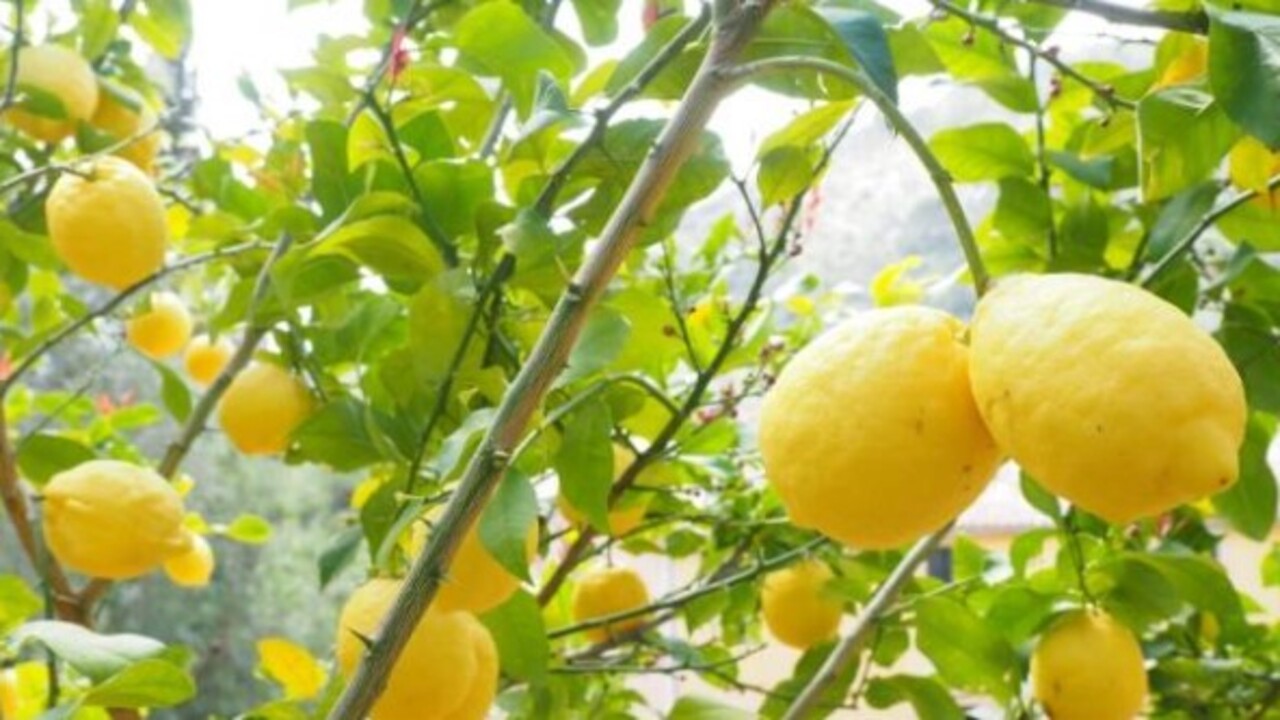 Foto - Etkisine inanamayacaksınız! Limon hangi hastalıklara şifa oluyor?