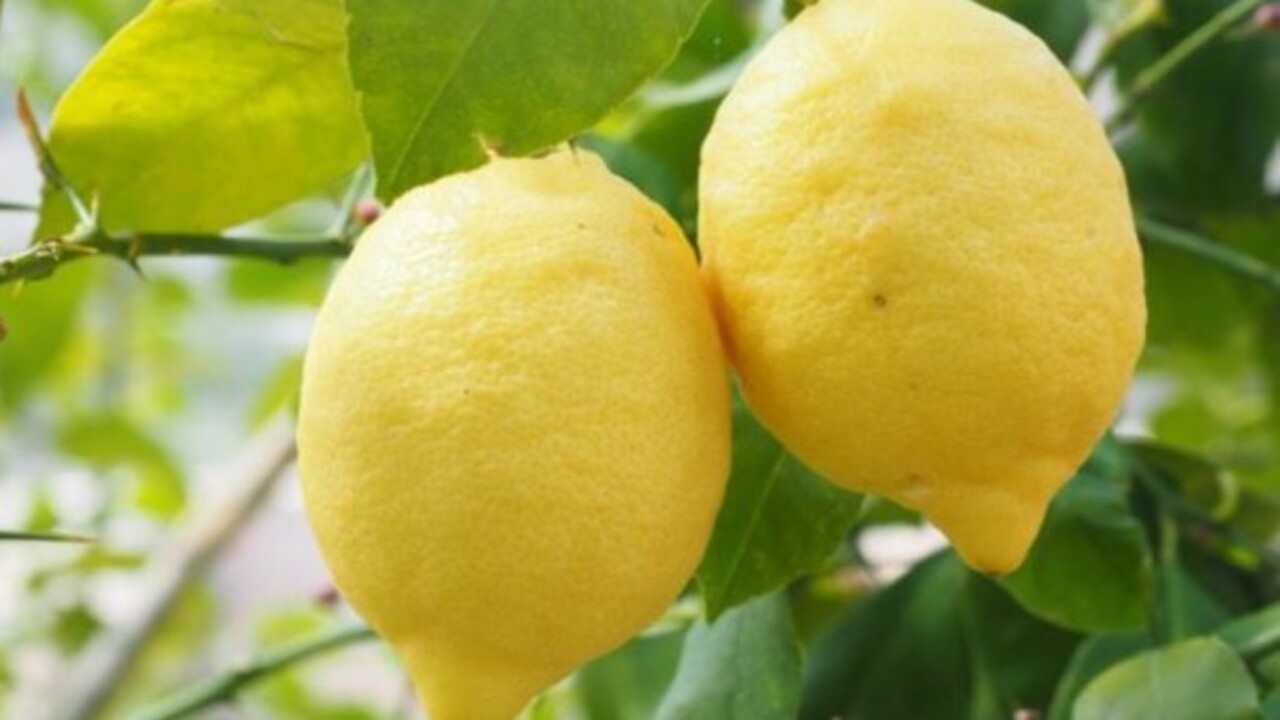 Foto - Etkisine inanamayacaksınız! Limon hangi hastalıklara şifa oluyor?