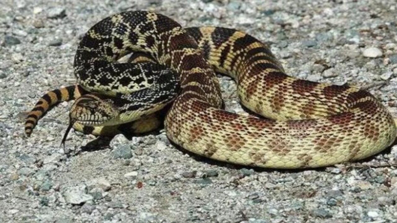 Foto - Etrafına ölüm saçıyor! Bu canlıyı görürseniz sakın yaklaşmayın