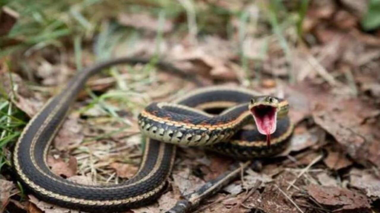 Foto - Etrafına ölüm saçıyor! Bu canlıyı görürseniz sakın yaklaşmayın