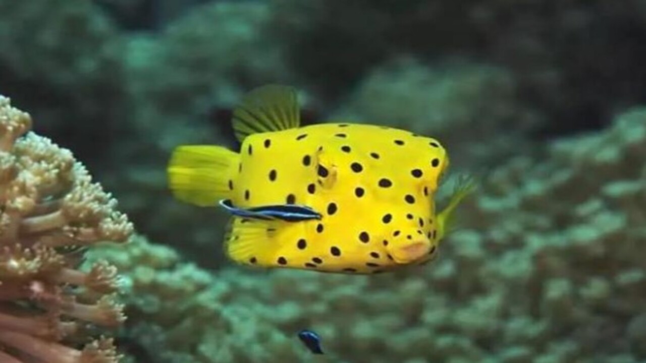 Foto - Etrafına ölüm saçıyor! Bu canlıyı görürseniz sakın yaklaşmayın