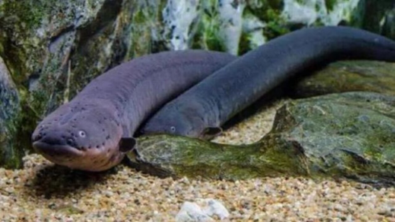 Foto - Etrafına ölüm saçıyor! Bu canlıyı görürseniz sakın yaklaşmayın