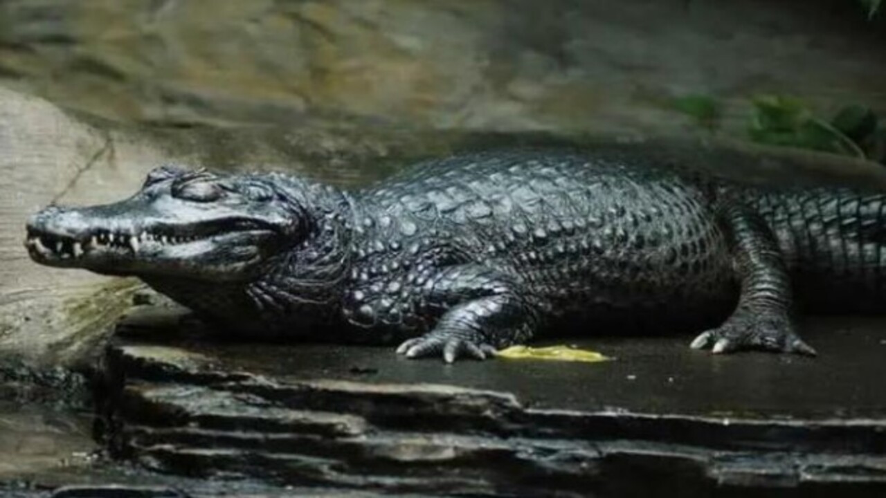 Foto - Etrafına ölüm saçıyor! Bu canlıyı görürseniz sakın yaklaşmayın