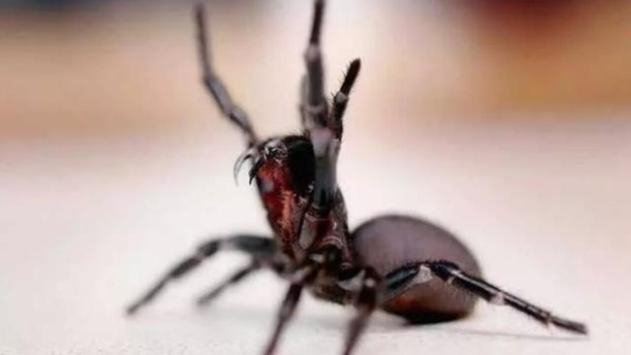 Foto - Etrafına ölüm saçıyor! Bu canlıyı görürseniz sakın yaklaşmayın