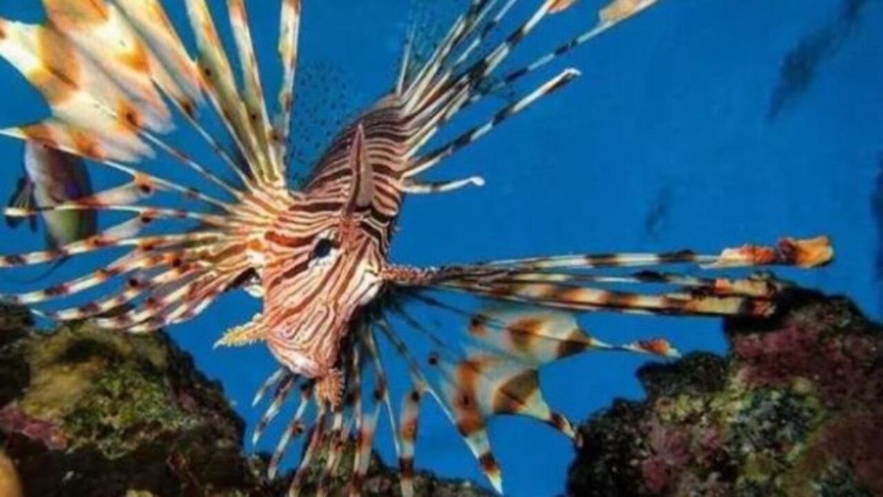 Foto - Etrafına ölüm saçıyor! Bu canlıyı görürseniz sakın yaklaşmayın