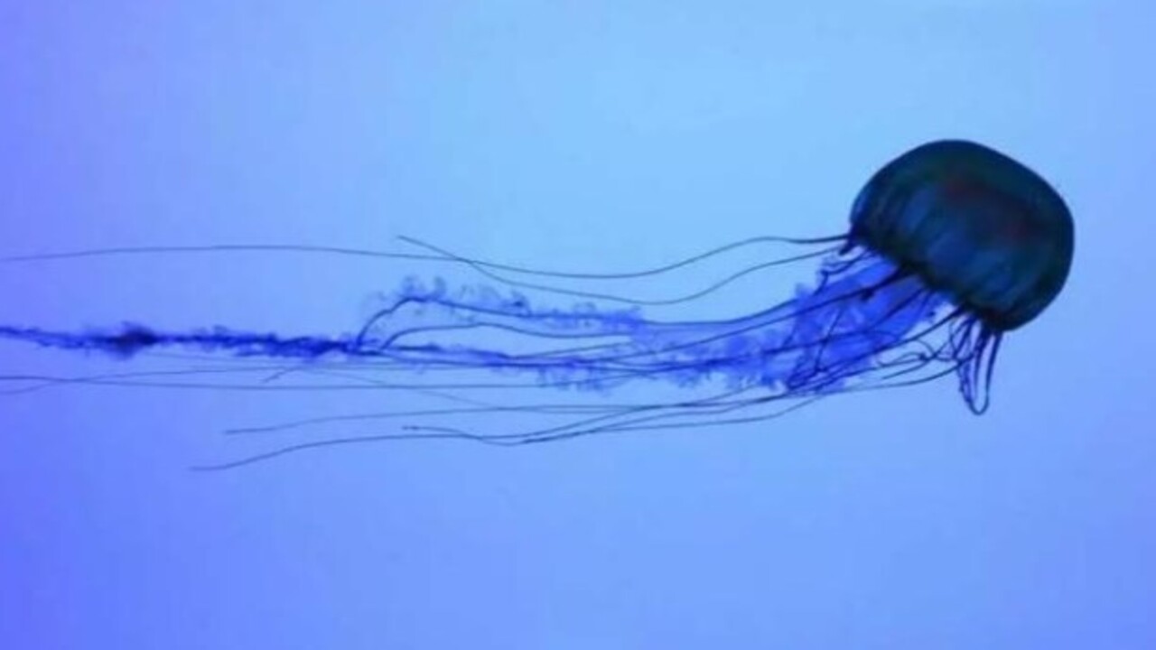 Foto - Etrafına ölüm saçıyor! Bu canlıyı görürseniz sakın yaklaşmayın