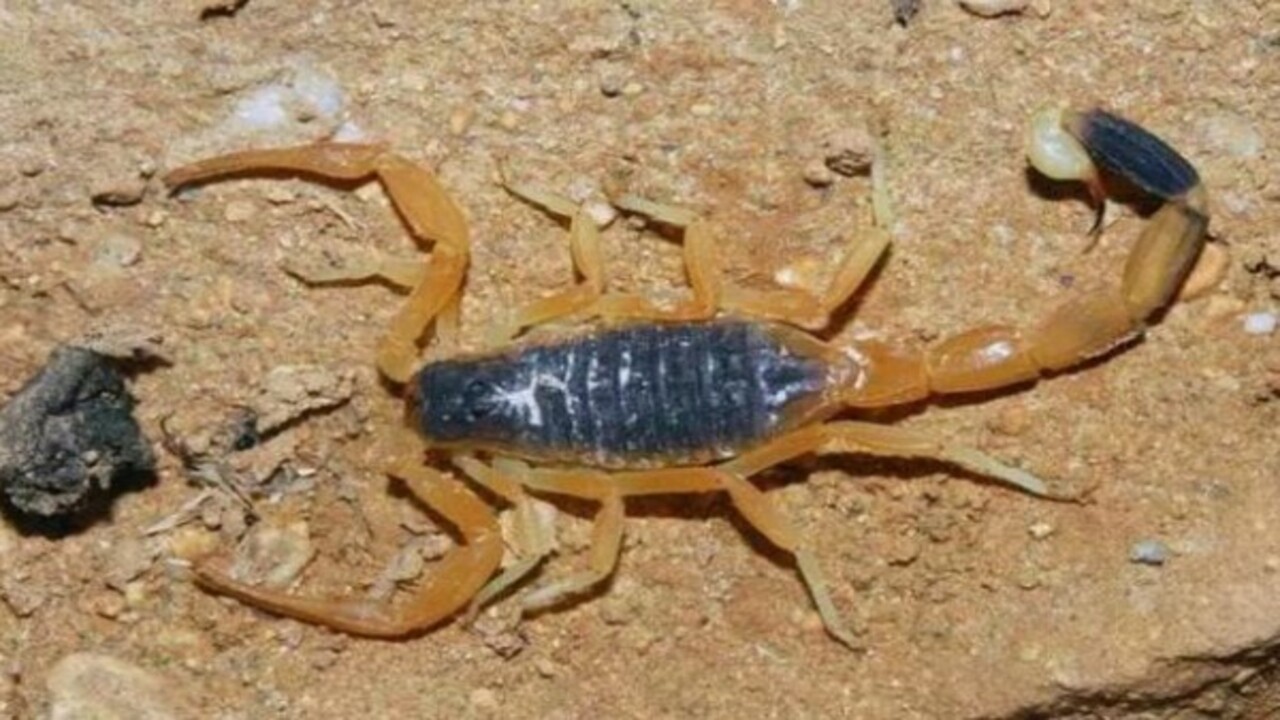 Foto - Etrafına ölüm saçıyor! Bu canlıyı görürseniz sakın yaklaşmayın