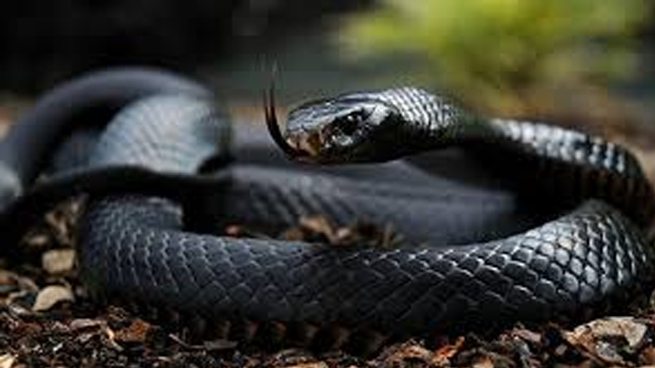 Etrafına ölüm saçıyor! Bu canlıyı görürseniz sakın yaklaşmayın