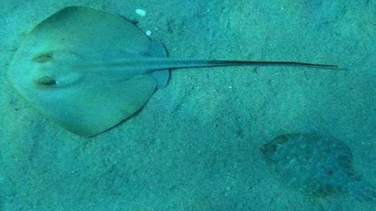 Foto - Etrafına ölüm saçıyor! Bu canlıyı görürseniz sakın yaklaşmayın