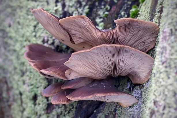 Foto - Etten 25 kat fazla protein içeriyor! Doğadan gelen harika 