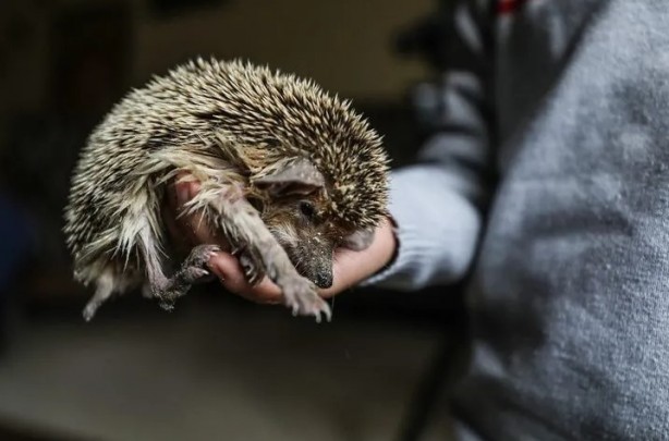 Foto - Ev değil hayvanat bahçesi! Her türden canlı var