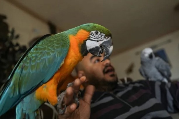 Foto - Ev değil hayvanat bahçesi! Her türden canlı var